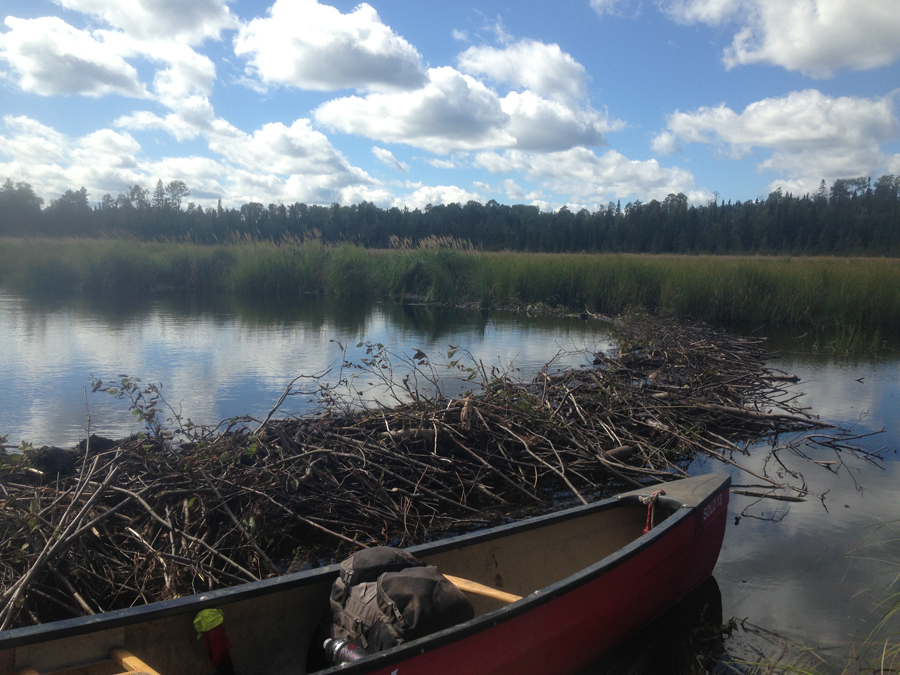 Arcing beaver dam along Stuart River in BWCA